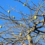 Ceiba speciosa Fruit