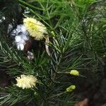 Acacia verticillata Цвят