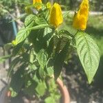 Pachystachys luteaFlower