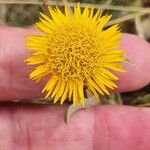 Pentanema oculus-christi Flower