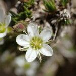 Minuartia laricifolia Flower