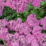 Sedum telephium Flower