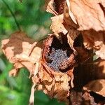 Orobanche rapum-genistae Fruto