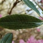 Rhododendron argyrophyllum Leaf