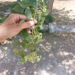 Dalbergia sissoo Blad