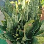 Sansevieria hyacinthoides Blad