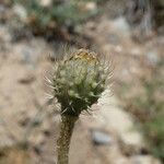 Papaver hybridum Fruto