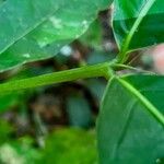 Faramea occidentalis Leaf