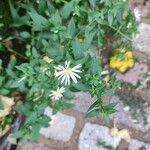 Symphyotrichum ericoidesFlower