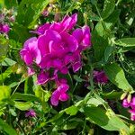 Lathyrus odoratusFlower