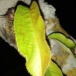 Prunus avium Blatt