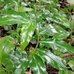 Costus spiralis Leaf