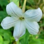 Nicotiana longiflora Кветка