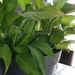 Spathiphyllum wallisii Leaf
