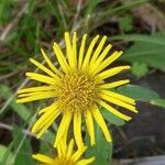 Pentanema britannica Flower