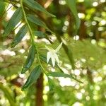 Angraecum ramosum പുഷ്പം