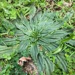 Plantago serraria Hoja