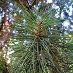 Pinus halepensis 葉