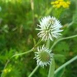 Trifolium montanum Květ