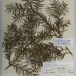 Taxus wallichiana Máis