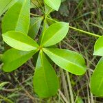 Alstonia congensis Folha