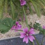 Malva sylvestris Flower