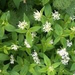 Asperula taurina Flor