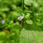 Scutellaria lateriflora Flower