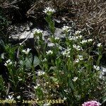 Arabis auriculata Habitus