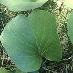 Ipomoea pes-caprae Feuille