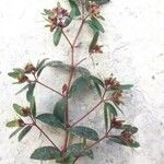 Euphorbia nutans花