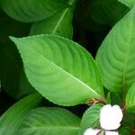 Impatiens flaccida Leaf