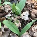 Allium tricoccum Feuille