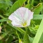 Convolvulus arvensis Λουλούδι