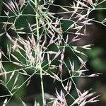 Calamagrostis arundinacea 花