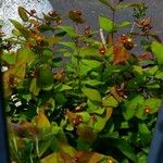 Hypericum androsaemum موطن