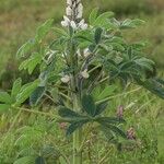 Lupinus albus Хабит