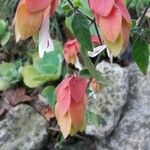 Justicia brandegeeana Flor