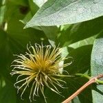 Clematis lasiantha Fruto