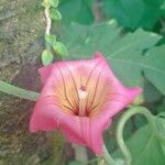 Stictocardia tiliifolia Λουλούδι