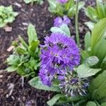 Primula denticulata Кветка