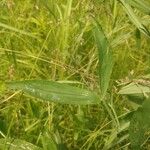 Lathyrus hirsutus Leaf