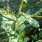 Lactuca serriola برگ