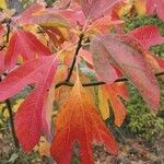 Sassafras albidum পাতা