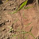 Phyllostachys aurea Blatt