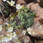 Saxifraga caesia Blatt