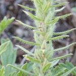 Verbena bracteata Escorça