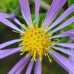 Symphyotrichum puniceumFlower