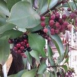 Ardisia elliptica Frucht