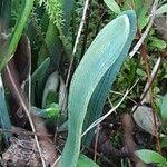 Galanthus elwesii 葉